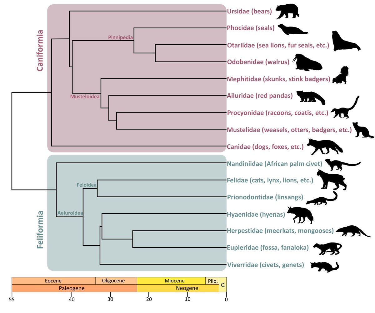 NEW paper on carnivoran ecomorphology!!! 🐆🐅🐈🐕🦭 
Check out our review paper on how geometric morphometrics can tease apart ecomorphological signals: royalsocietypublishing.org/doi/10.1098/rs…