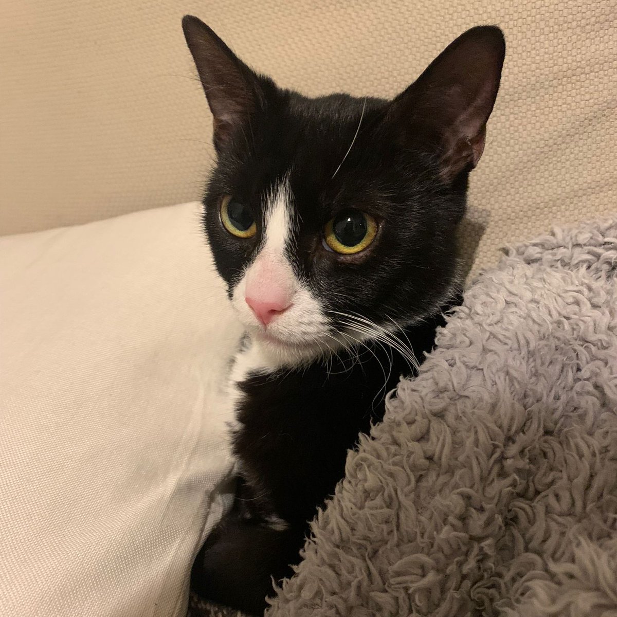 LDNCityKitties's tweet photo. Marina is a delightful &amp; curious 8 mos. old kitty looking for a forever home where she can play, explore &amp; receive all the sweet little massages she can get 😻💕

Find out more about her here 👉 https://t.co/X4cHecyUgO

#catoftheday #catsoftwitter #adoptdontshop  #catsarefamily https://t.co/ixLqWlhaQ6