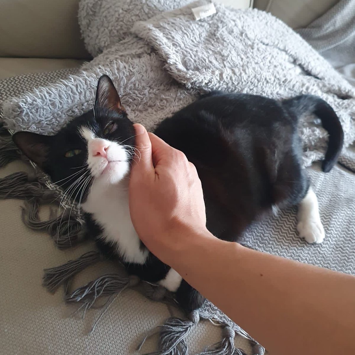 LDNCityKitties's tweet photo. Marina is a delightful &amp; curious 8 mos. old kitty looking for a forever home where she can play, explore &amp; receive all the sweet little massages she can get 😻💕

Find out more about her here 👉 https://t.co/X4cHecyUgO

#catoftheday #catsoftwitter #adoptdontshop  #catsarefamily https://t.co/ixLqWlhaQ6