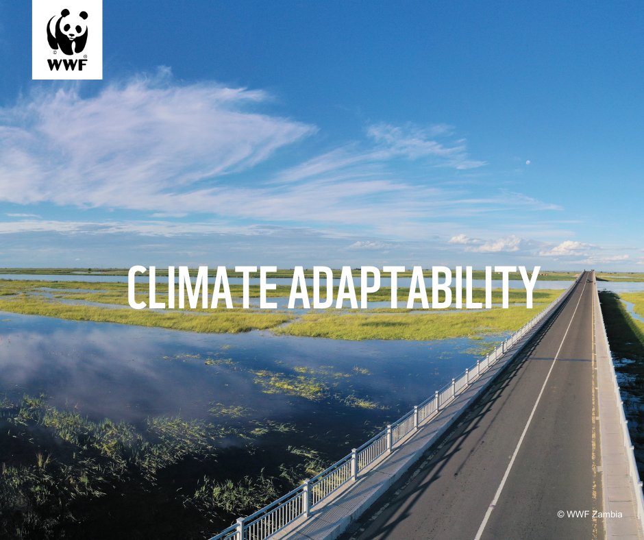 wwfzambia's tweet photo. Climate adaptability is essential for safeguarding biodiversity hotspots in Zambia's protected areas. WWF Zambia is working to strengthen these habitats, ensuring resilience for diverse flora and fauna. 
#BiodiversityProtection 
#ClimateAction 
#WWFZambia
#TogetherIsPossible https://t.co/D82GoJHybd