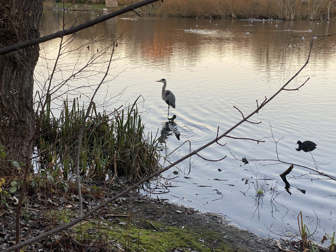 Attractive LOCHEND LOCH in Lochend Park is only a mile and a half from Calton Hill, and offers a great contrast to the hill — a chance to see many different kinds of water birds close up. 1/
