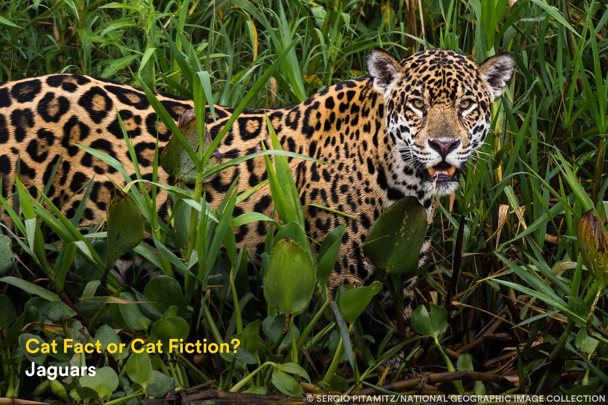 Today is #InternationalJaguarDay! Test your knowledge of the Americas' largest wild cat. Do you have what it takes to earn your spots? Play here: bit.ly/47T73kj Special thanks to @UNDP for supporting jaguar conservation.