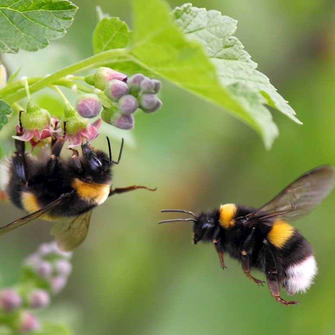 RH Research (@_rhresearch) on Twitter photo Approved agricultural pesticides are significantly harming bumble bees, with colonies growing less and producing fewer offspring, according to five-year European-wide research led by Professor Mark Brown <a href="/sphaerularia/">Mark Brown</a> from <a href="/RHULBioSci/">RHUL Biology</a> <a href="/RoyalHolloway/">Royal Holloway</a> royalholloway.ac.uk/about-us/news/… Approved agricultural pesticides are significantly harming bumble bees, with colonies growing less and producing fewer offspring, according to five-year European-wide research led by Professor Mark Brown <a href="/sphaerularia/">Mark Brown</a> from <a href="/RHULBioSci/">RHUL Biology</a> <a href="/RoyalHolloway/">Royal Holloway</a> royalholloway.ac.uk/about-us/news/…