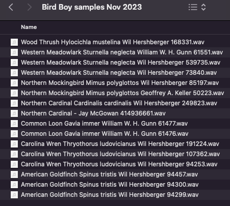 just cleared a bunch of new samples from <a href="/MacaulayLibrary/">Macaulay Library at the Cornell Lab</a>! getting ready to buckle down and make some beats from birds! 

next up... the Northern Cardinal! hope to release this one in January ~ 🕊️