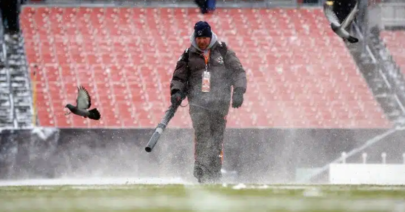 SeedWorld_US's tweet photo. In these days of HDTVs, football fields must look perfect. But there’s many factors to think about, including resilience to damage and player safety. Matt Duncan of @DLFUSA explains the complex challenges faced by sports turf managers and groundskeepers.