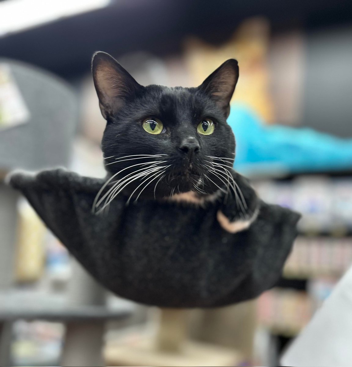 SAFEteamrescue's tweet photo. Jax wishes you a wonderful Wednesday! 

Jax is our in store supervisor at Pet Valu St Albert! He is 1 year old and must be adopted with another feline friend or to a forever family with another kitty! https://t.co/LW9KvCdQnf