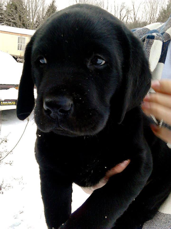 Dalbodog's tweet image. Some people avoid black dogs, but we don&apos;t understand why. Don&apos;t you think this baby is adorable?