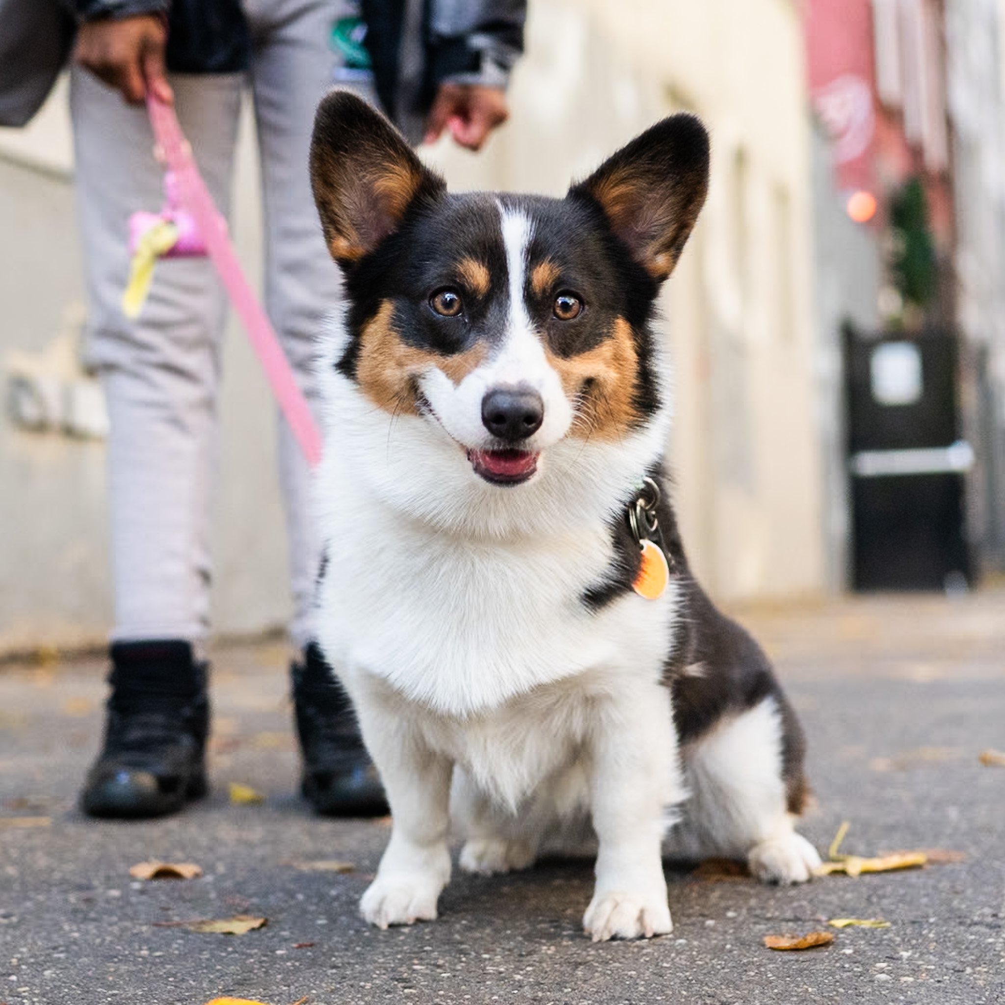 Quirky corgis on sale
