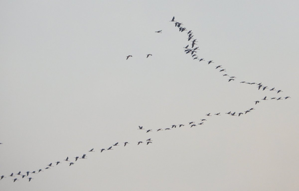 Estol d'unes 115 grues (Grus grus) sobrevolant #laTordera a la zona de Sant Feliu de Buixalleu vistos des de #Breda