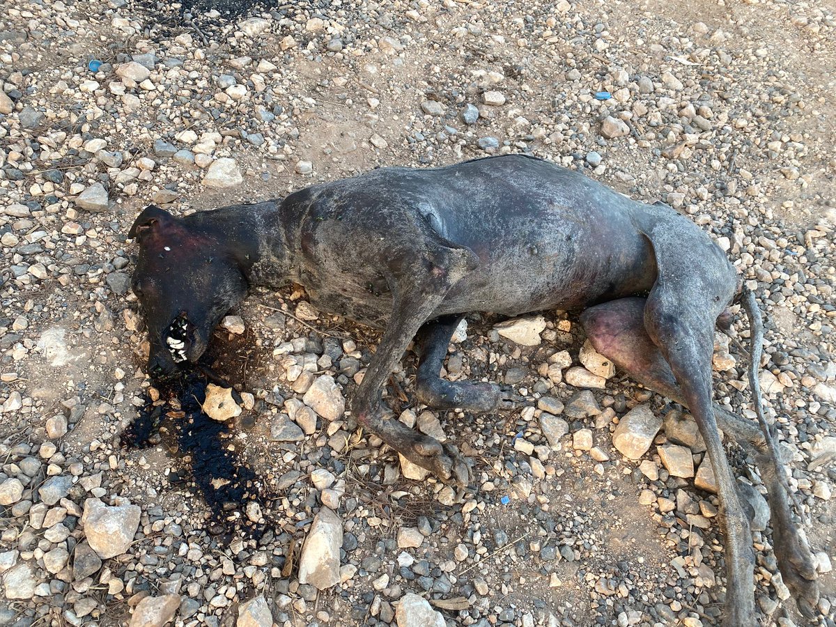 Belediyeler yerel seçim yaklaştıkça sokakta yaşayan canlarımızı sömürmeye başladı. 
Kimin ne yapıp yapmadığını bütün şehir biliyor ve bizler de bizzat içinde yaşayarak gerçekleri görüyoruz.
Sokak hayvanlarını ısmarlama haberlerde reklam için dolgu malzemesi olarak kullanmayınız.