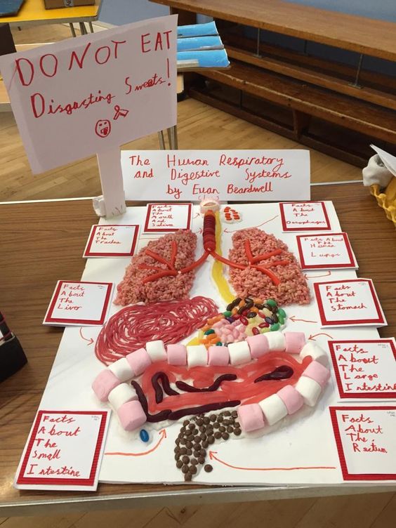 Held a digestive and respiratory system competition in class today, this one was the winner! Everyone enjoyed it! #makelearningfun #teachertwitter #k12 #teacher #educator @teacher2teacher @teachergoals @WeAreTeachers @TeacherToolkit