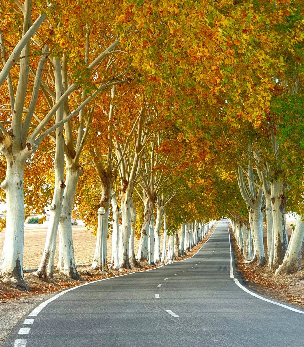 segriaturisme's tweet photo. A vegades va tan bé agafar carretera i manta i perdre's per aquest paisatge meravellós de Gimenells i el Pla de la Font!
📸 @martasolart3 #Segrià #TerradePonent
#SegriaTurisme #TerresdeLleida #Lleida #ADNLleida #Gimenells #elPladelaFont
@ccsegria @aralleida @catexperience https://t.co/DZ3E0N7B08