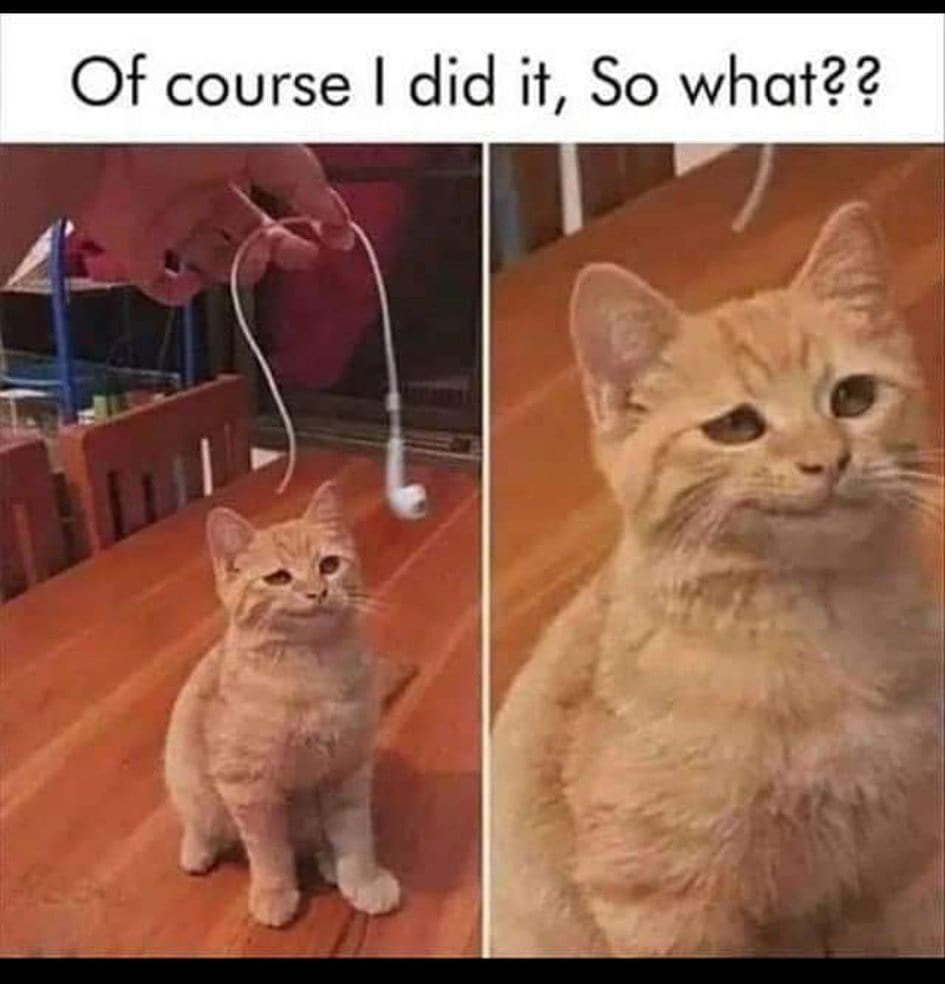 np_awesome's tweet photo. hmmm so true #CatsOfX https://t.co/GwK8bQ9JoJ
