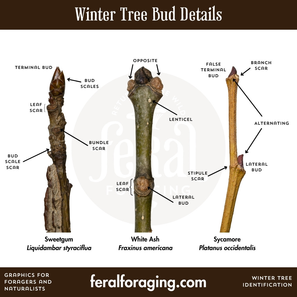 feralforaging's tweet photo. An overview of the more important details to pay attention to with winter tree buds. Have you ever noticed these before? In my free upcoming class, I will explain all of them. :D (link is in my bio)
#trees #treeidentification #winter https://t.co/PERAP7y5s0