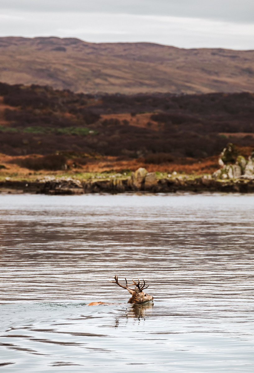 One week since our swimming #stag became famous ✨ Check out these amazing photos by Ben Shakespeare who was on the boat that day! 🤩 Talk about right place, right time! #islay #reddeer