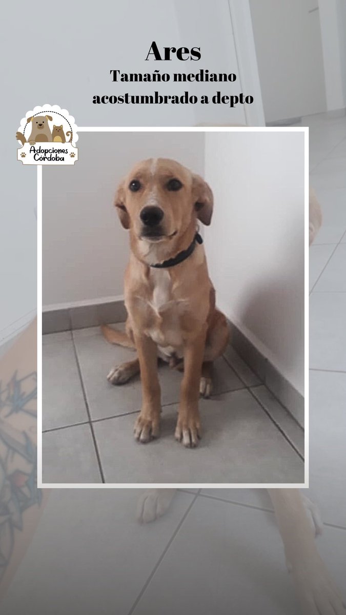 Frozono, Tin y Ares en adopción 🐶

Son buenos y cariñosos🥰
Acostumbrados a vivir en depto y hacen sus necesidades en los paseos

Si queres adoptar a alguno de ellos, escribime por MD o al 3584497367
Difundir 🙏🏼
<a href="/VivireNuevaCor/">VivireNuevaCórdoba</a> <a href="/Vivir_en_Guemes/">VivirEnGuemes⭐⭐⭐</a> <a href="/VivireNuevaCba/">VivirenNuevaCórdoba®</a> <a href="/VivirenP/">VivirenGralPaz</a> <a href="/yo_nva/">YoVendoNvaCba</a>