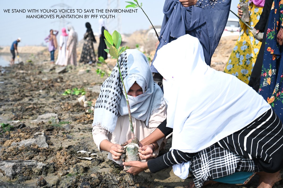 PffYouth's tweet photo. Youths of Rehri Goth, Ibrahim Hydery participated in mangrove plantation drive. They identified suitable locations in area 4 plants while raising awareness among the local residents about the crucial role these plants play in mitigating the impacts of climate change. https://t.co/3dHEdIR8Al