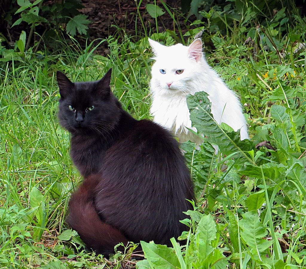 Kitty archives ♡ (@puppierz) on Twitter photo 