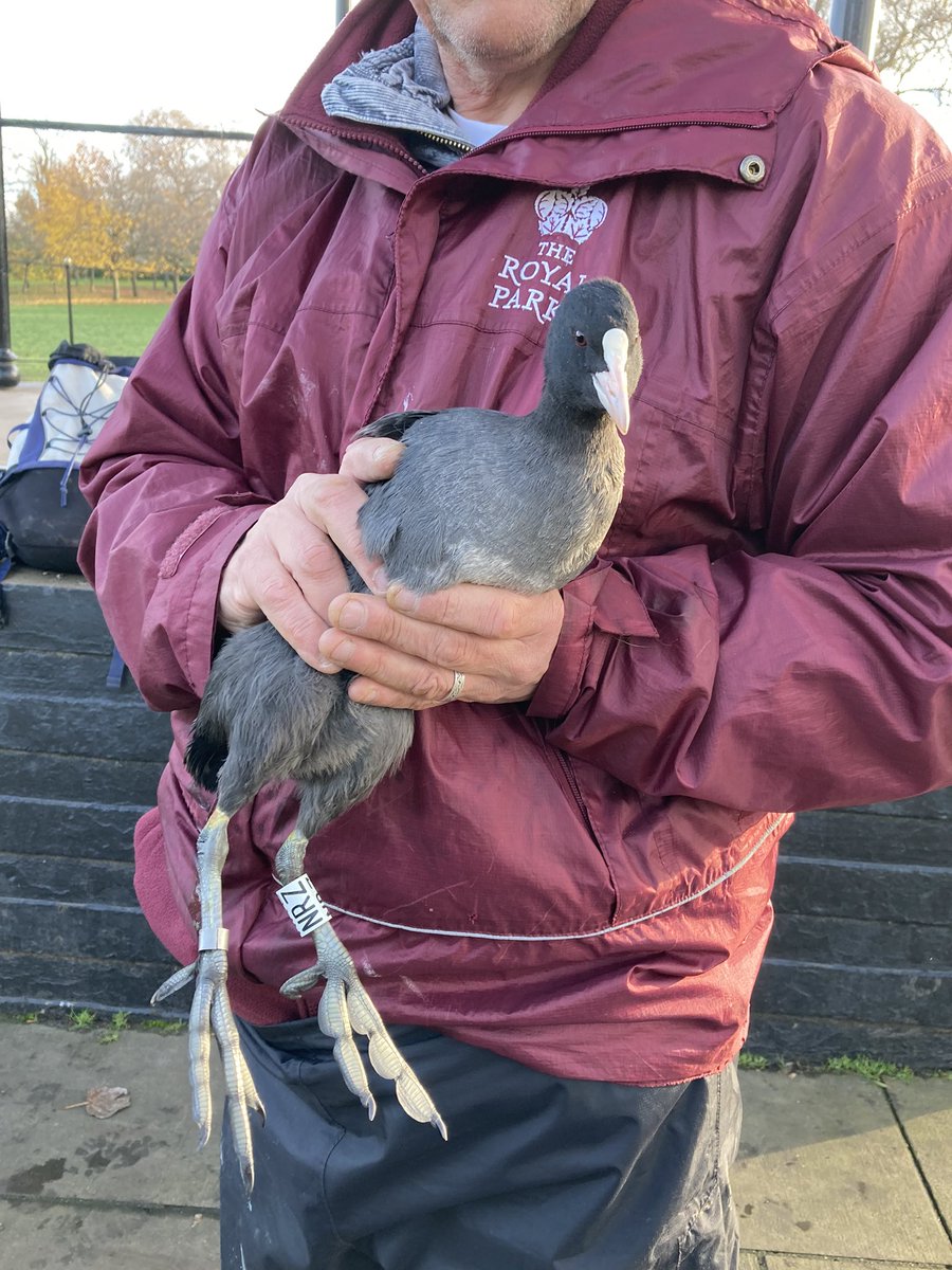Bill Haines (West London Birding) tweet media