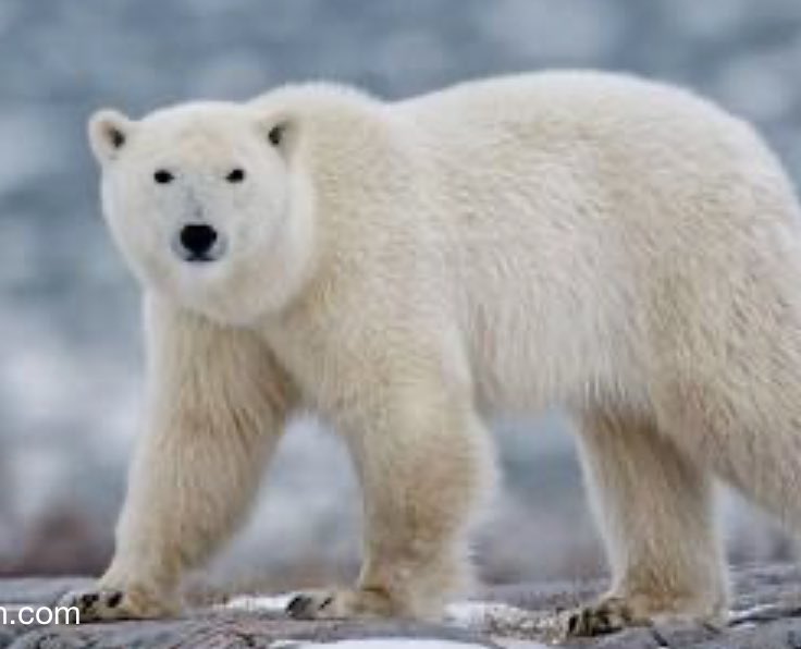 MarkBommersbach's tweet photo. I like polar bears https://t.co/50MXRch3hG