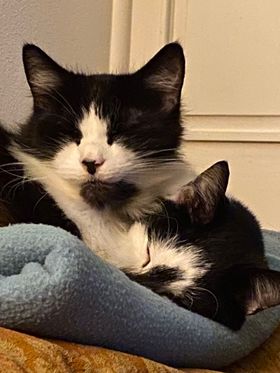 It is freezing today!🥶 Make sure to wrap up warm and have plenty of cuddles with your cats. Here is Snuffle & Flash doing just that in their forever home. They are too cute and doing really well. 🥰 #AdoptDontShop