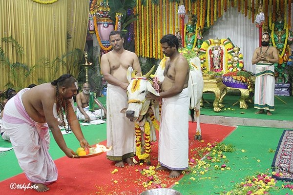 svbcttd's tweet photo. GOPUJA HELD IN VASANTHA MANDAPAM
( వ‌సంత మండ‌పంలో శాస్త్రోక్తంగా గోపూజ )

#gopuja #GOPOOJA #tirumala #TTD #TTDevasthanams https://t.co/C9ABhJ4pZm