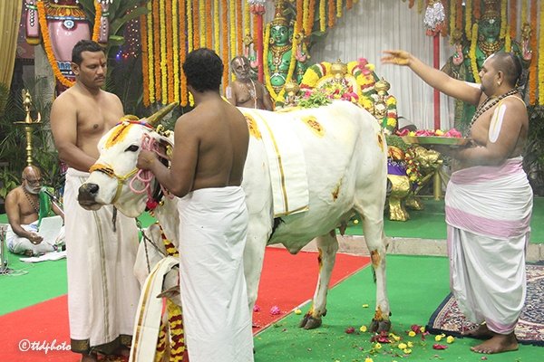 svbcttd's tweet photo. GOPUJA HELD IN VASANTHA MANDAPAM
( వ‌సంత మండ‌పంలో శాస్త్రోక్తంగా గోపూజ )

#gopuja #GOPOOJA #tirumala #TTD #TTDevasthanams https://t.co/C9ABhJ4pZm