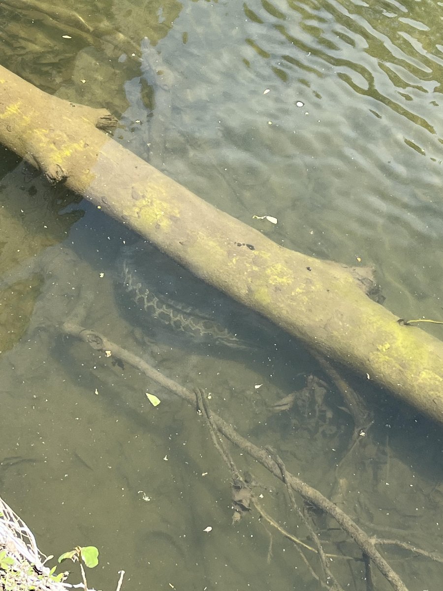 The November #FishOfTheMonth is the Northern #Snakehead (Channa argus) because this invasive fish would make a perfect break from turkey leftovers! Though it has a pretty snake-like pattern, this fish is a threat to all other fish and many other animals in the #ChesBay. 1/2