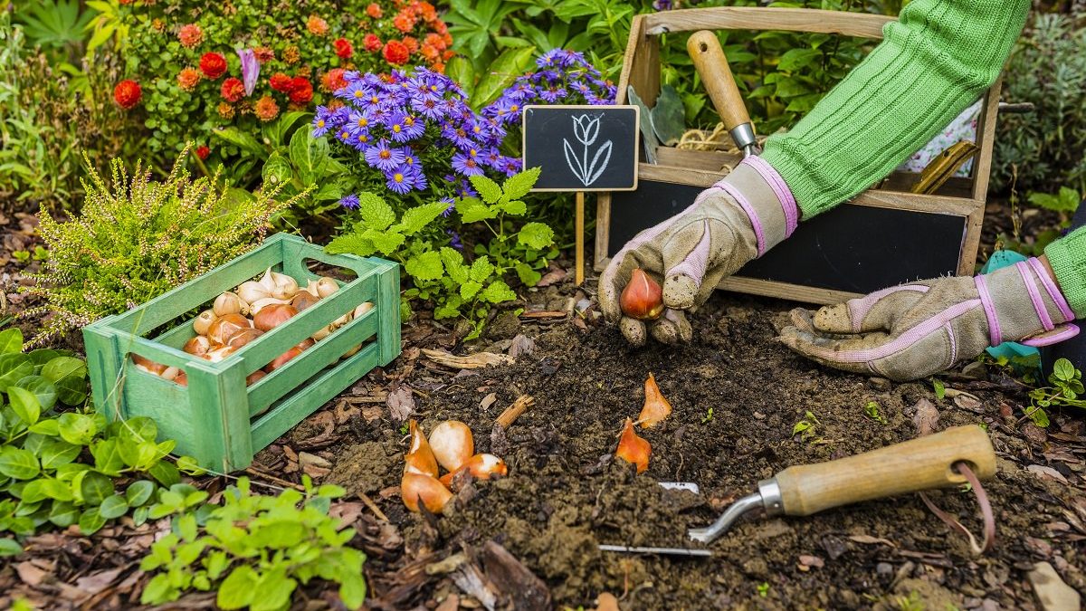 Earth911's tweet photo. #Fallcleaning and #springplanting might be more about psychology than #horticulture. While many #fallchores don't benefit #plants, you can set your #garden up for a stellar spring by flipping the script on your fall "to-do" list. #Gardening #Livegreen
https://t.co/0iaJzqDYN5 https://t.co/c2NQyGsA3p
