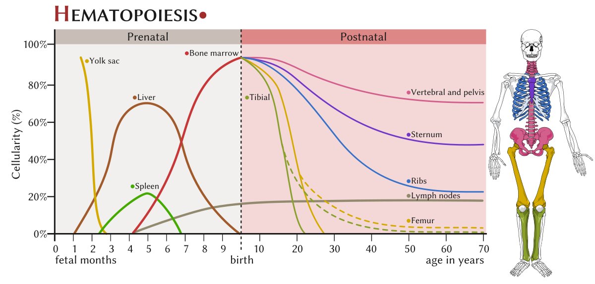 Did you ever wonder why our marrow is located inside of our *bones*, #MedTwitter? There’s no a priori anatomical reason it should be sited there. Blood cells could form in our spleens & livers, as they do during our fetal lives; or elsewhere, as in some animals. Let’s discuss! /1