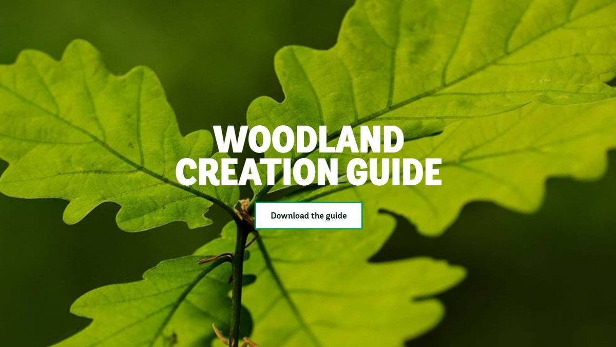 🌱 Going big with your tree planting plans?
 
🌳 We’ve published a #WoodlandCreation guide and a tree species handbook to help you choose the right #trees & planting strategy for your project! 
  
➡️ Get the guides here: buff.ly/47w4ncy 

#NationalTreeWeek