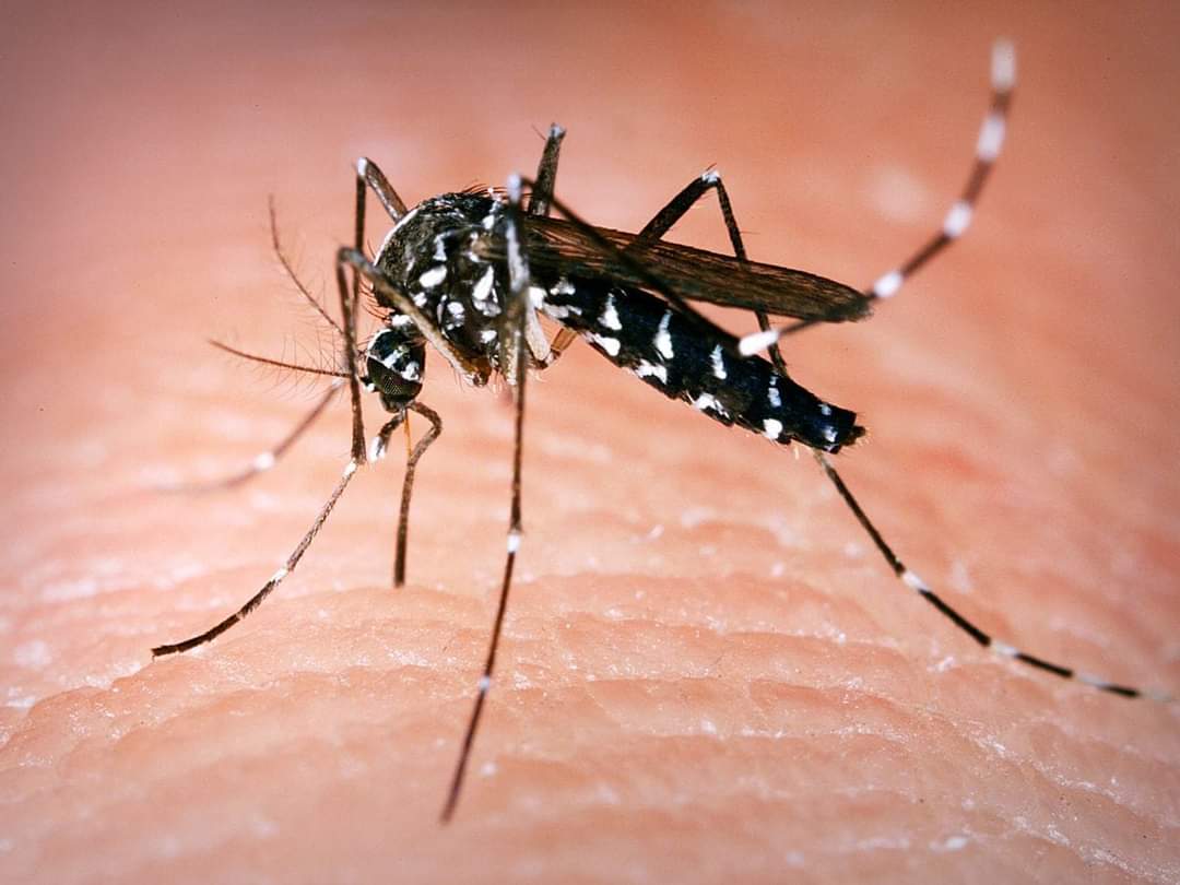#BonASavoir | Quelques informations sur la DENGUE La dengue est une maladie virale causée par un virus appartenant à la famille des flaviviridae... En savoir plus ici 👇🏿 sante.gov.ml/index.php/actu…