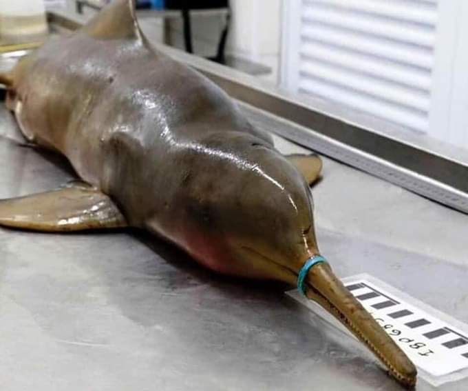 AdeaClaude's tweet photo. Ce dauphin est mort de faim parce qu'un anneau de bouteille d'eau s'est coincé autour de son bec. Lorsque vous sortez dans la nature, veuillez jeter vos déchets de manière responsable. https://t.co/i7lhFIKrK7