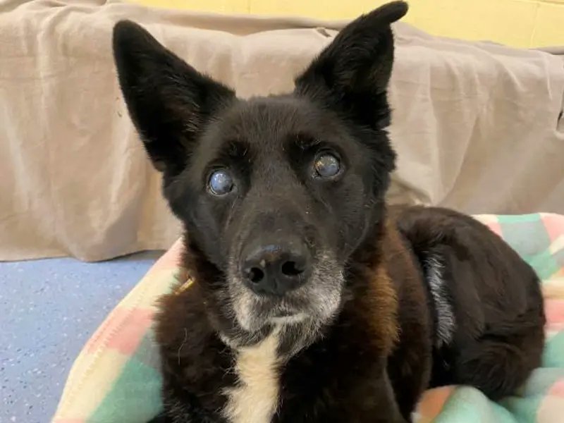 Urgent, please retweet to help Scotty find a home #EDINBURGH #SCOTLAND #UK   
Affectionate crossbreed aged 13 💔 
He needs a calm, adult home as the only pet.  
Scotty is housetrained and good in the car. 
Older dogs can be overlooked, please give him an extra share🌟
DETAILS or