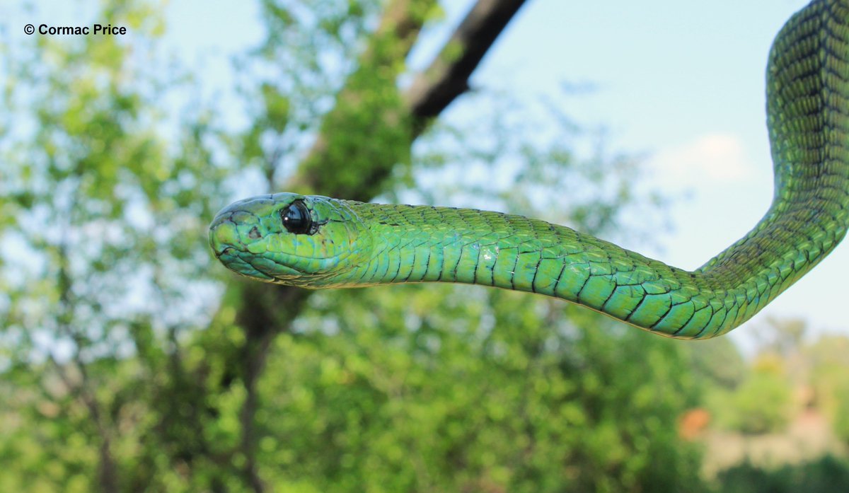 C_MrPrice's tweet photo. Male boomslang (Dispholidus typus) I had the good fortune of sampling earlier this week, and then released in a protected green area far from people, all under permit. #HAA #Snake #snakes #Wednesdayvibe  #conservation #SaveTheSnakes #snakesofAfrica #Africa #conservationoptimism https://t.co/30u1XFDIk1
