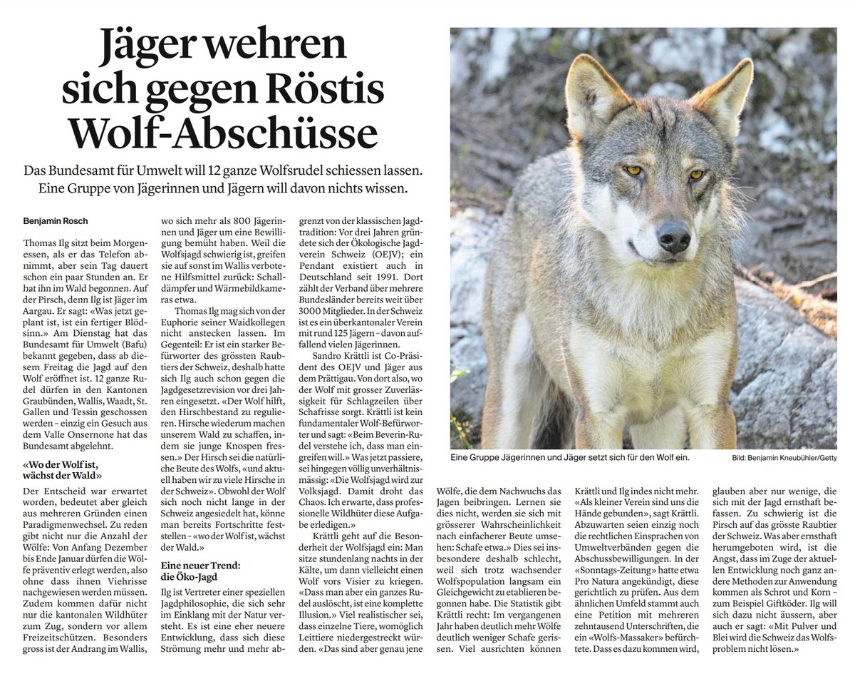 Gruppe Wolf Schweiz (@wolfschweiz) on Twitter photo Heute in den <a href="/CHMediaNews1/">CHMediaNews</a>: #Jäger wehren sich gegen die Abschusspläne, denn "Wo der Wolf jagt, wächst der Wald". #wald #wild #wolf <a href="/oejv_ch/">OEJV Schweiz</a> Heute in den <a href="/CHMediaNews1/">CHMediaNews</a>: #Jäger wehren sich gegen die Abschusspläne, denn "Wo der Wolf jagt, wächst der Wald". #wald #wild #wolf <a href="/oejv_ch/">OEJV Schweiz</a>