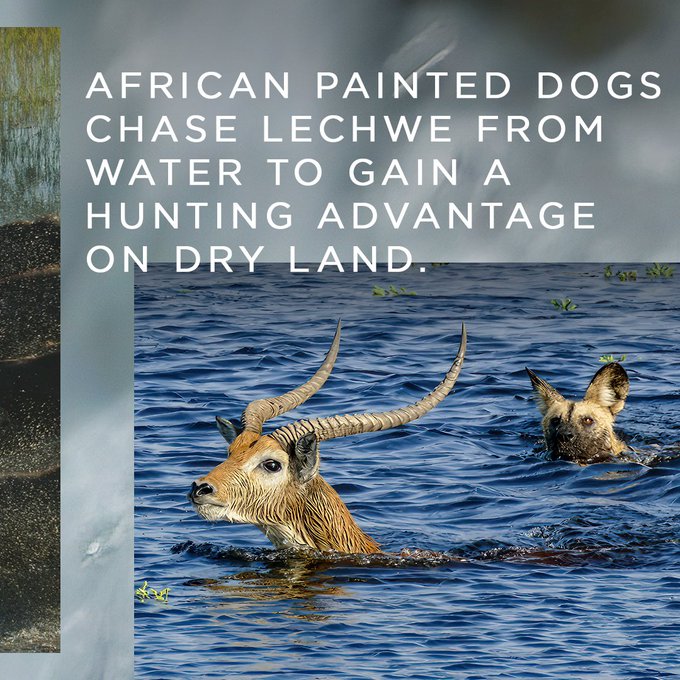 Fresh water is the lifeblood of planet Earth and the stage for extraordinary animal dramas. #PlanetEarth3<a href="/tag/planetearth3"class="tags"><span>#planetearth3</span></a>