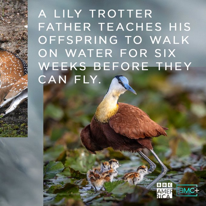 Fresh water is the lifeblood of planet Earth and the stage for extraordinary animal dramas. #PlanetEarth3<a href="/tag/planetearth3"class="tags"><span>#planetearth3</span></a>