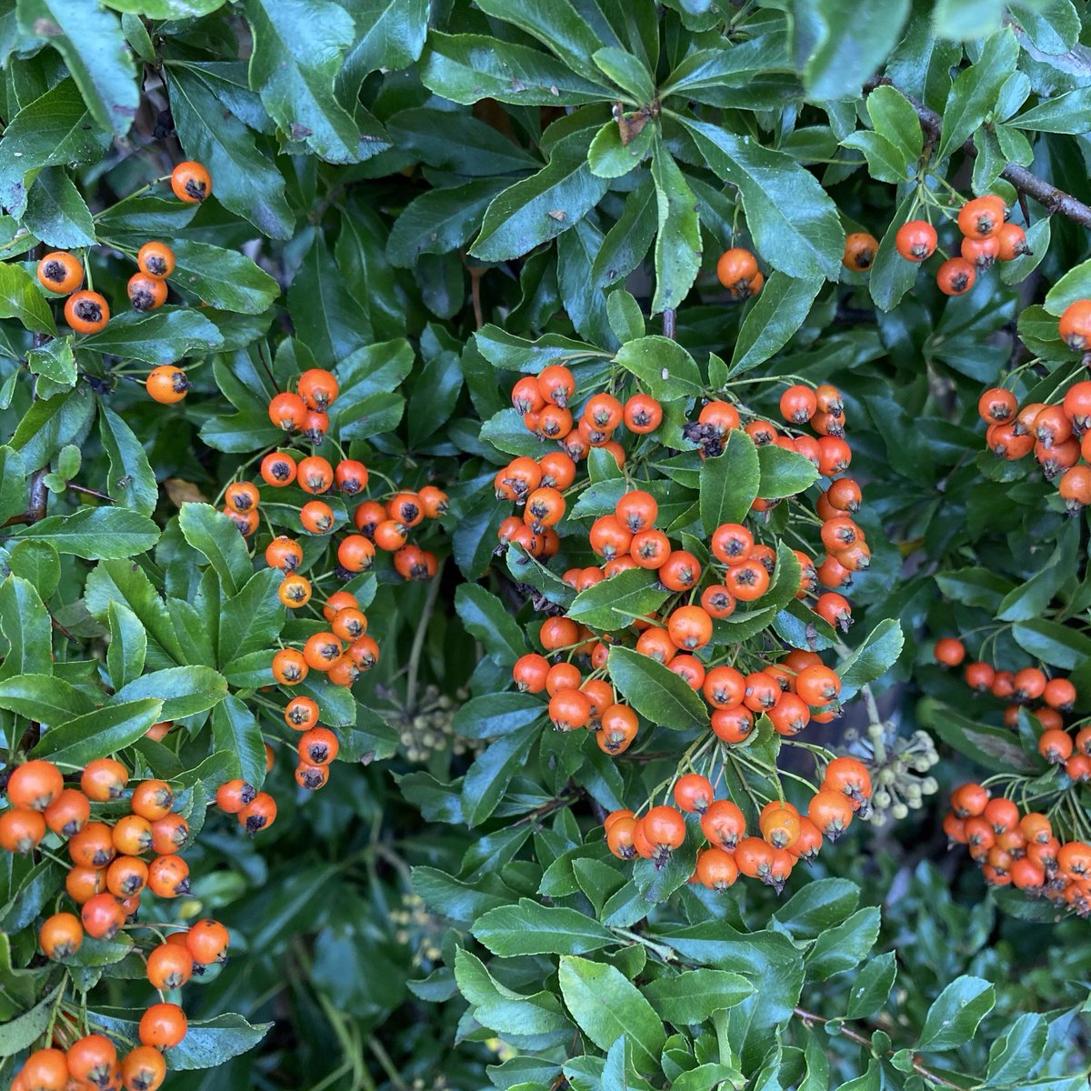 oldgreyheron's tweet photo. Orange and green
#DailyColourChallenge #fruit #leaves pyracantha https://t.co/6zEpbzKkDi