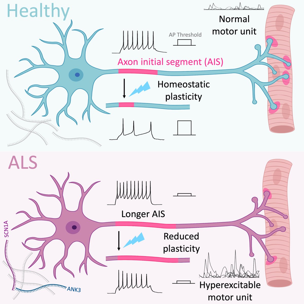 Happy to share my PhD work in @CellReports showing how impaired axon initial segment plasticity affects regulation of intrinsic neuronal excitability in hiPSC-ALS motor neurons. Special thanks to @caoimhe_kerins @ariana_gatt @GuiVSNeves @jbneuro and Ivo. cell.com/cell-reports/f…