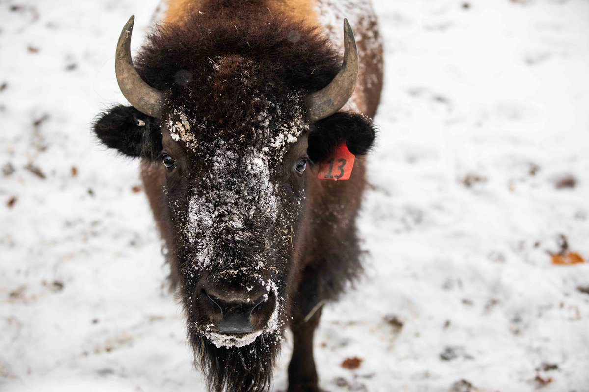 BuffaloBisons tweet picture