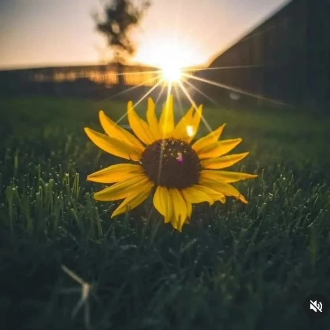 Follow me for more! Tag someone that should see this 👇 #Sunflower #sunflowerpainting #sunflowers #sunflowerlover #sunflowerseason #sunflowersandroses #sunflowerfarm #texas #flower #flowerphotography