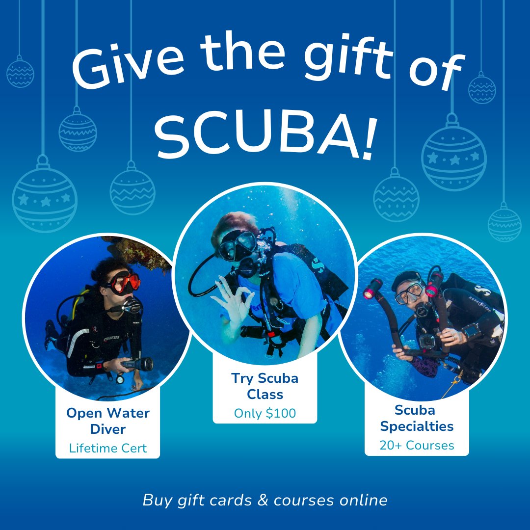 Diventures's tweet photo. This year, gifting adventure is easier than ever. We offer gifts tailored to every level of scuba experience! 
Click the link to learn more. https://t.co/MtIZUYxBMh
-
#scubadiving #giftideas #giftscuba https://t.co/IfyQTncn2R