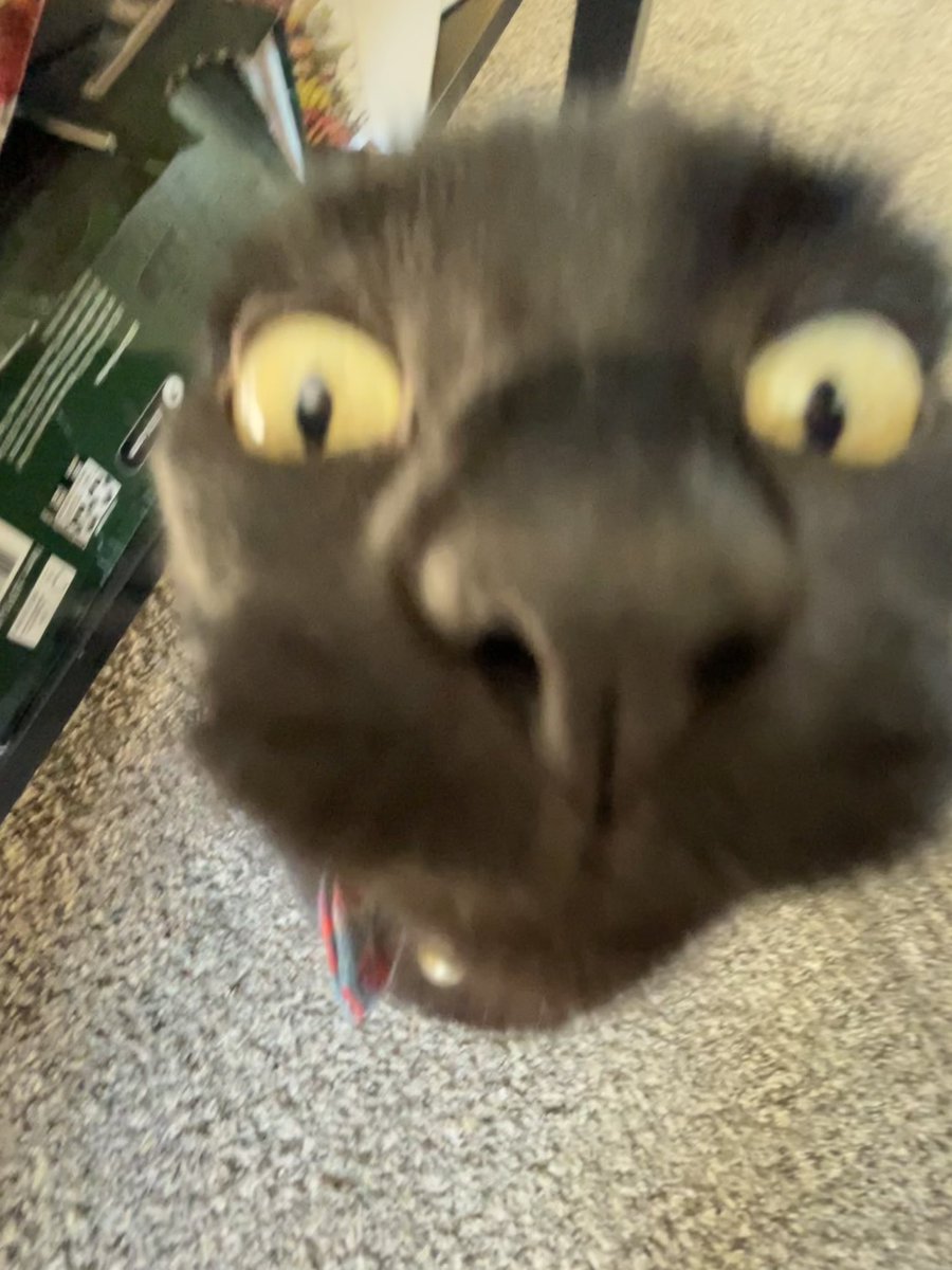 HEY NICE LUNCH CAN I GET A LITTLE SNIFF