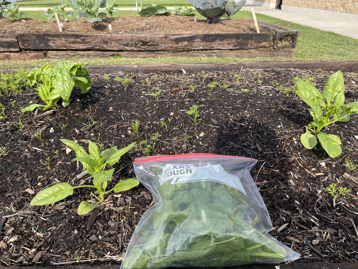 Maria Paoli-Vega (@mspaolivegartgg) on Twitter photo We’ve had a great morning in the garden <a href="/CFISDAndre/">Andre' Elementary</a> 2nd graders are learning about bluebonnets, tasting lettuce, thinning carrots, and investigating insects 🥬🐛🌼🦋🥕
<a href="/andre2fucci/">Ms. Fucci</a> <a href="/readygrowgarden/">Ready to Grow Garden</a> <a href="/AndreElemPTO/">Andre’ElementaryPTO</a> <a href="/CFISDScience/">CFISD Science</a> <a href="/mrsnewcfisd/">Kelly New</a> #gardenday #schoolgarden We’ve had a great morning in the garden <a href="/CFISDAndre/">Andre' Elementary</a> 2nd graders are learning about bluebonnets, tasting lettuce, thinning carrots, and investigating insects 🥬🐛🌼🦋🥕
<a href="/andre2fucci/">Ms. Fucci</a> <a href="/readygrowgarden/">Ready to Grow Garden</a> <a href="/AndreElemPTO/">Andre’ElementaryPTO</a> <a href="/CFISDScience/">CFISD Science</a> <a href="/mrsnewcfisd/">Kelly New</a> #gardenday #schoolgarden