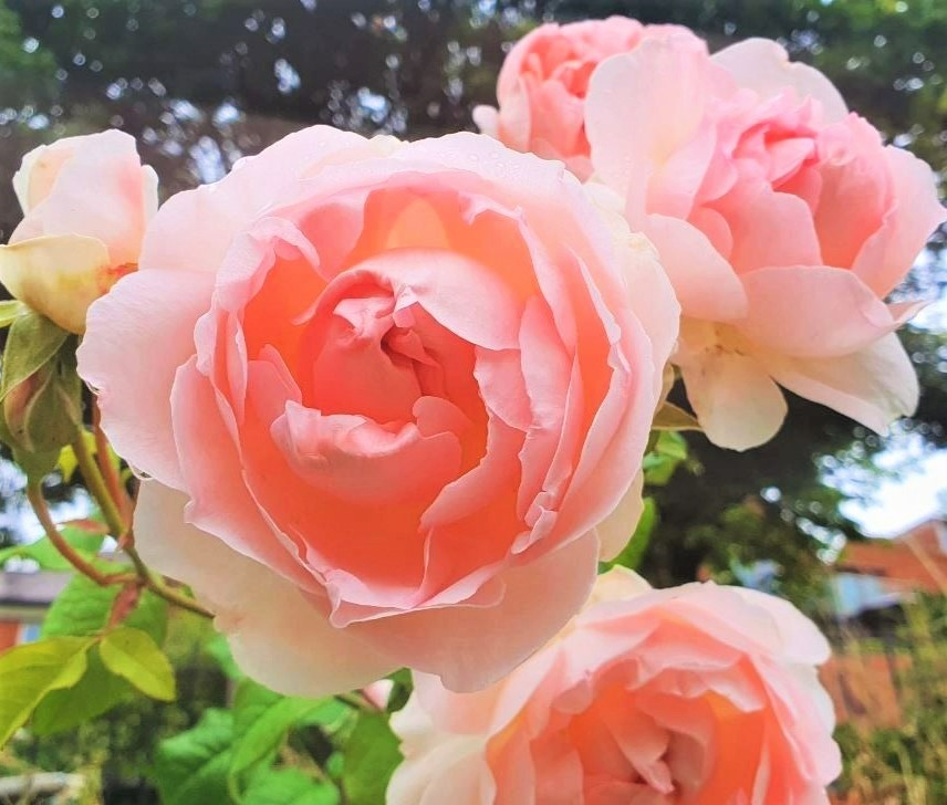 🥀❄️'But flowers distill'd though they with #WINTER meet, Leese but their show; their substance still lives sweet.' #Shakespeare Sonnet 5 🌿 #Throwback to August for our final #RoseWednesday of #November to wish all the #FlowersOfTwitter Team #HappyWednesday 🏵️🌿🍑#roses