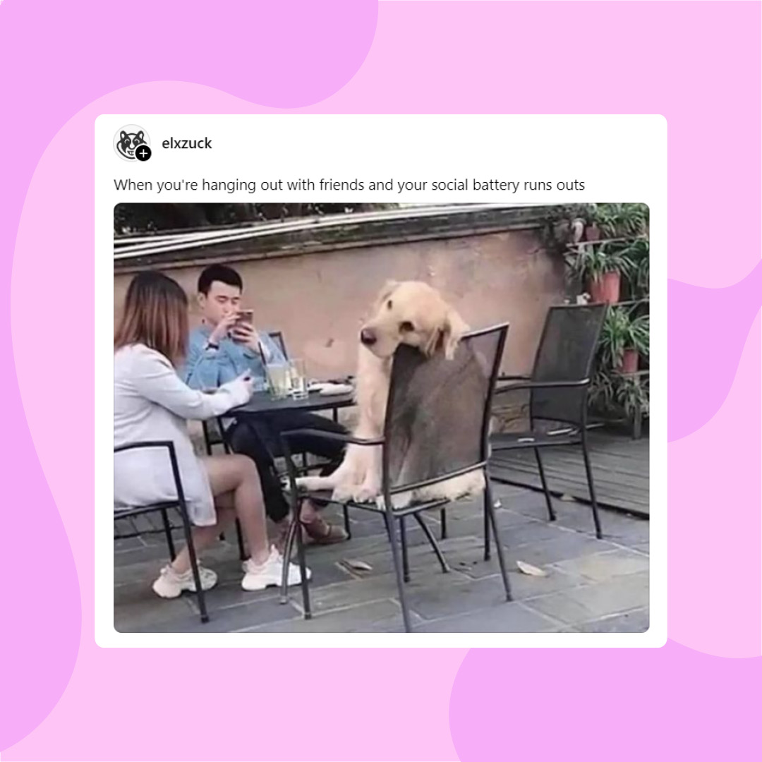 10/10 for the doggo 🐶 0/10 for the feeling... Get back to your best in the morning with a can of Bounce Back before bed! 🙌

📸Threads via elxzuck