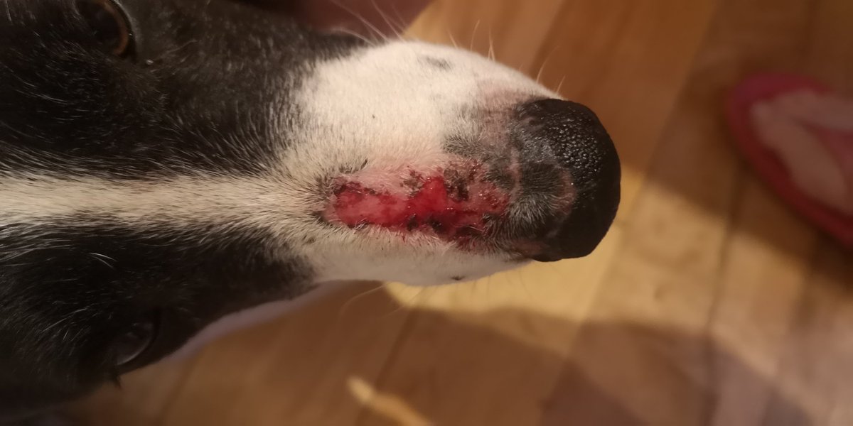 walshrac's tweet photo. #VeterinaryTwitter any advice, please? Dog looked like this about a month ago. Not visibly scratching, no other scratching or rubbing behaviours. Our vet have antibiotics and three weeks of steroids, and dog achieved solid healed skin but looks like this again today. Vet thought- https://t.co/roKJLEfSZ9