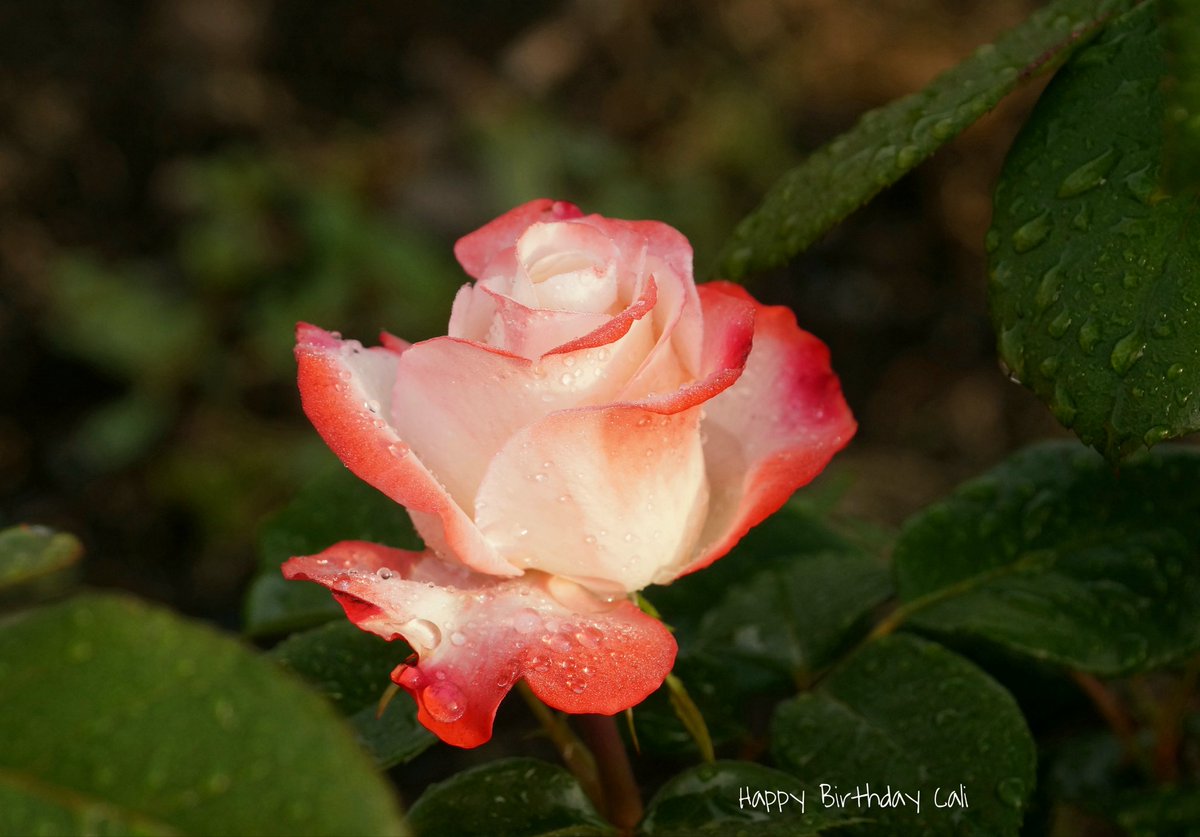 #HappyBirthday 🌺😊🌺 <a href="/calirossen/">Cali Rossen</a>