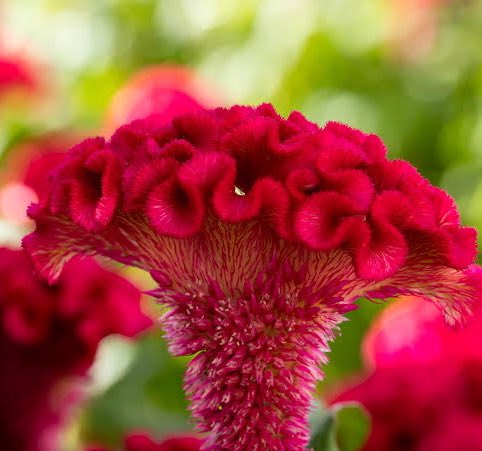 Daisuke64600510's tweet photo. 鶏頭の　
　古りたる紅の　
　　見ゆるまで　
　　　わが庭のへに　
　　　　月ぞ照りける 
齋藤茂吉(赤光)
1画像
SSM Chris Atkinson＆新井選手サ－ビスパ－ク帰還 
＃ChrisAtkinson
選手生誕日
https://t.co/P24BJp3DRs @YouTube
皆様ご機嫌良う
今年の霜月最後の日ですが
皆様良き日のお迎えを🍁☔️ https://t.co/G3hGKJPAz8